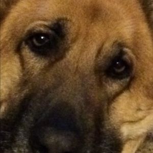 Meet your Posher, Levi